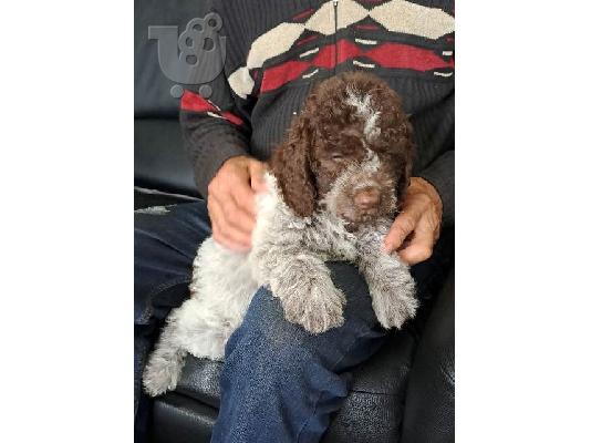 Κουτάβια Lagotto Romagnolo